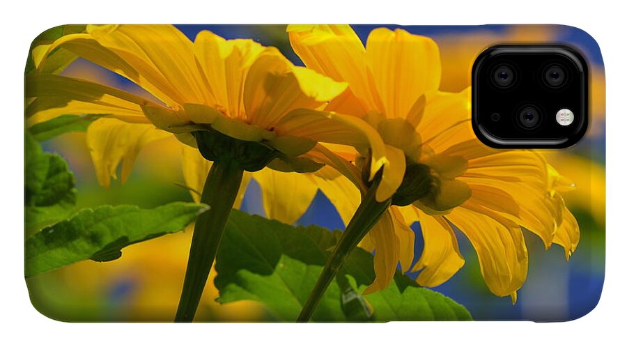 Sunflower iPhone 11 Case featuring the photograph Mexican Sunflower Tree by Melanie Moraga