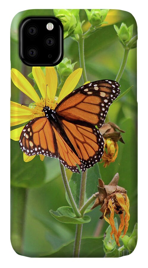 Monarch Butterfly iPhone 11 Case featuring the photograph Mighty Monarch  by Paula Guttilla