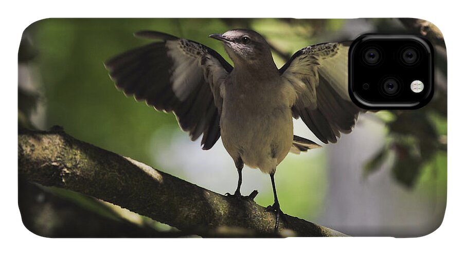 Terry D Photography iPhone 11 Case featuring the photograph Mockingbird by Terry DeLuco