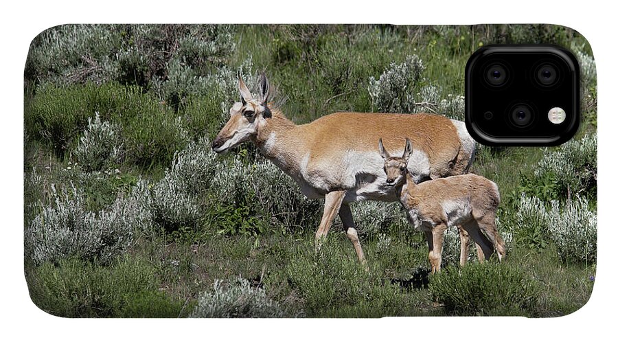 Pronghorn iPhone 11 Case featuring the photograph Mom's little one by Ronnie And Frances Howard