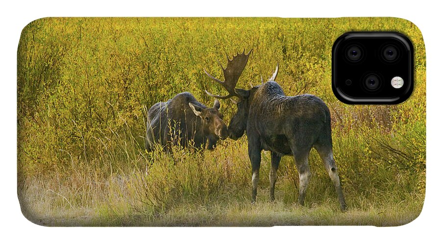 Moose iPhone 11 Case featuring the photograph Moose Couple by Wesley Aston