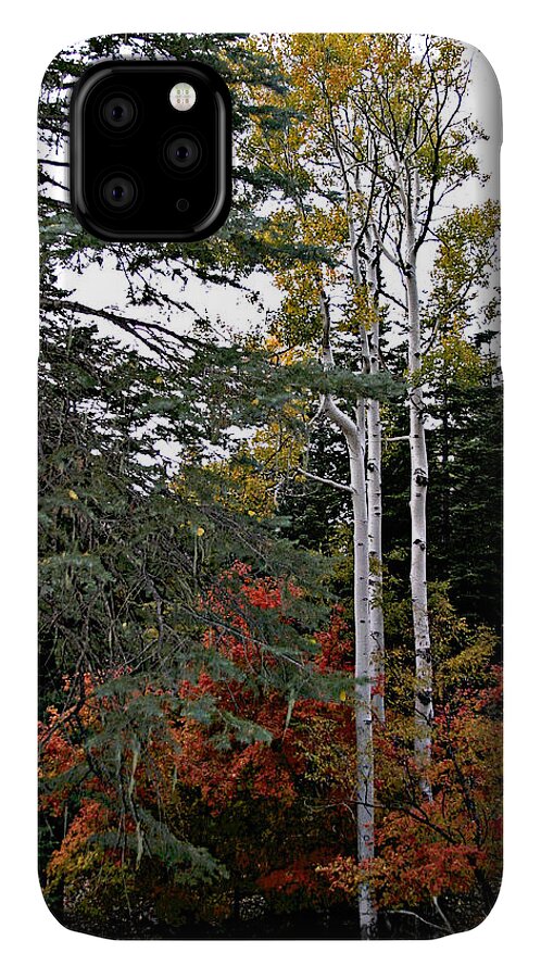 Trees iPhone 11 Case featuring the photograph Mountain Autumn by Matalyn Gardner