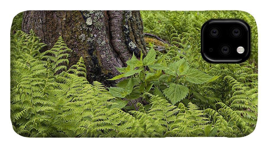 Mountain Green Ferns iPhone 11 Case featuring the photograph Mountain Green Ferns by Ken Barrett
