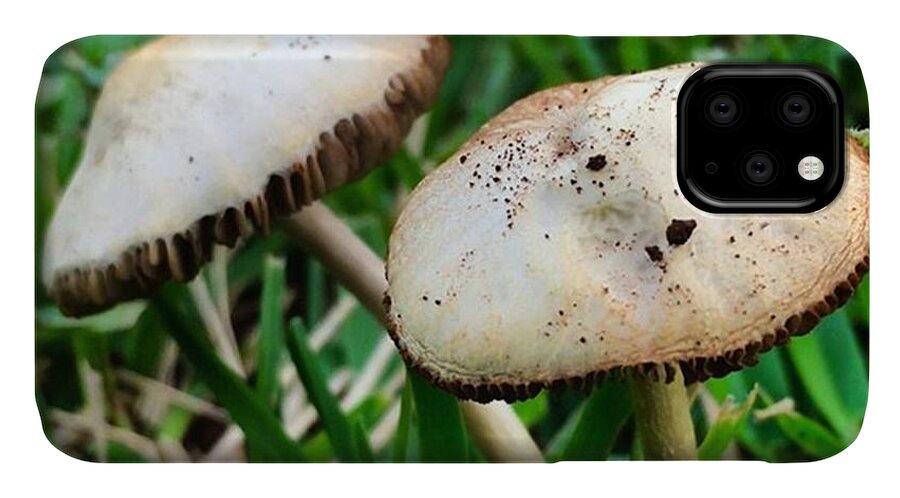 Miamiphotographers iPhone 11 Case featuring the photograph Mushrooms Grown On Grass by Juan Silva