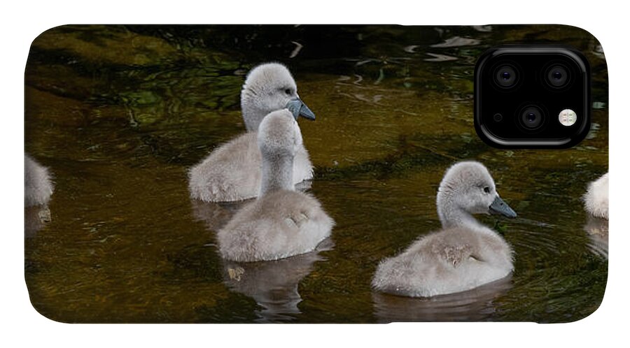 Swans iPhone 11 Case featuring the photograph Mute Swan Babes by JGracey Stinson