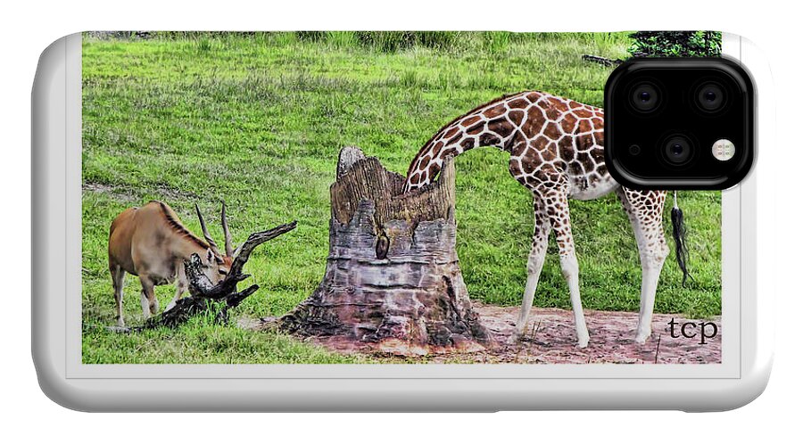 Giraffe iPhone 11 Case featuring the photograph Never Be Ashamed by Traci Cottingham