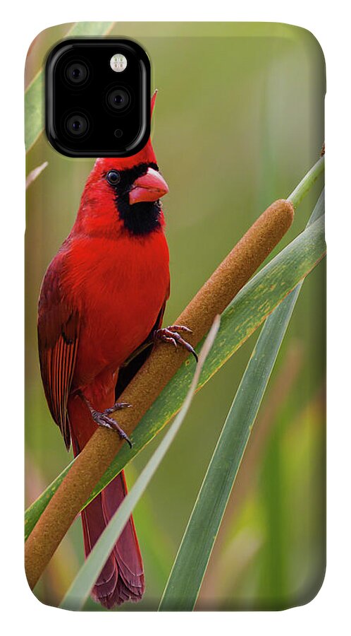 Cardinalis Cardinalis iPhone 11 Case featuring the photograph Northern Cardinal on Cattail by Dawn Currie