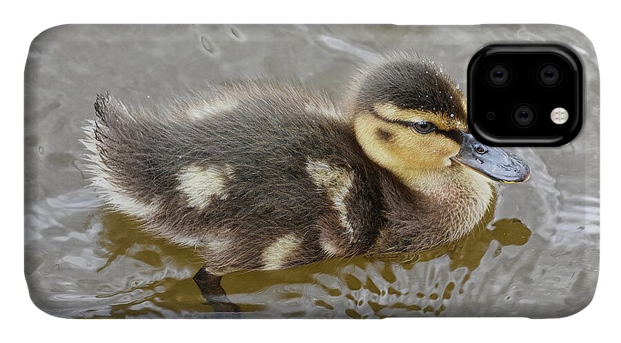 Duck iPhone 11 Case featuring the photograph Not so Ugly Duckling by Kuni Photography