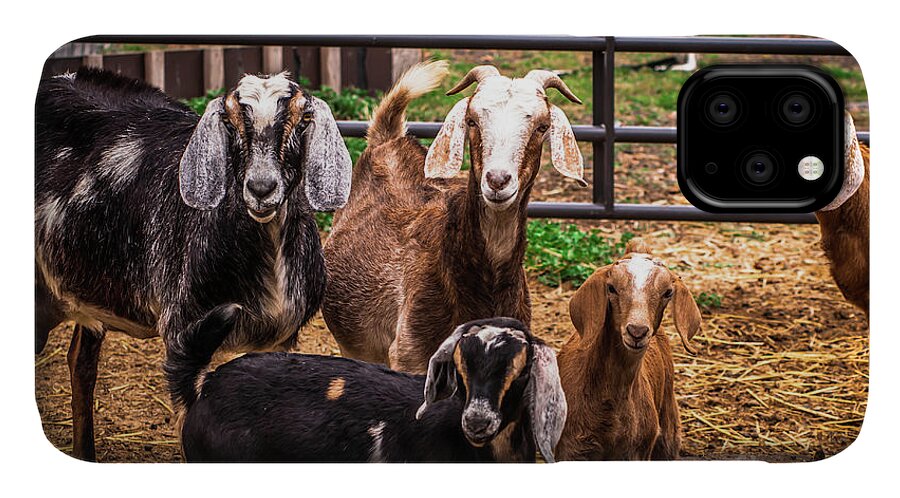 Goats iPhone 11 Case featuring the photograph Nubian Goats Family Portrait by Blake Webster