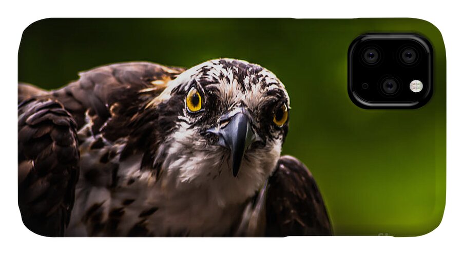 Raptors iPhone 11 Case featuring the photograph Osprey Profile 2 by Blake Webster