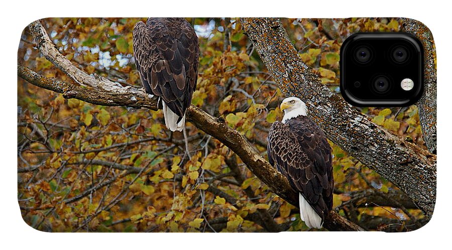 Chester Woods County Park iPhone 11 Case featuring the photograph Pair of Eagles in Autumn by Larry Ricker