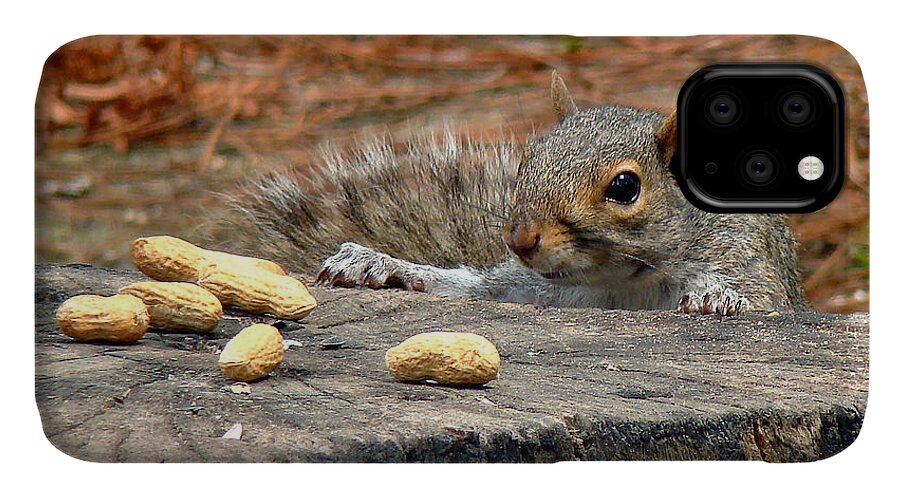 Squirrel iPhone 11 Case featuring the photograph Peanut Surprise by Sue Melvin