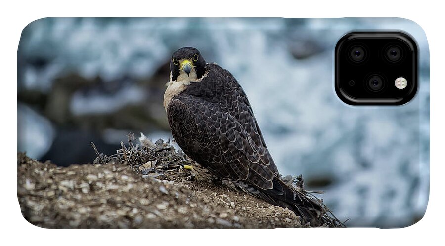 Peregrine Falcon iPhone 11 Case featuring the photograph Peregrine Falcon - here's looking at you by Anthony Murphy
