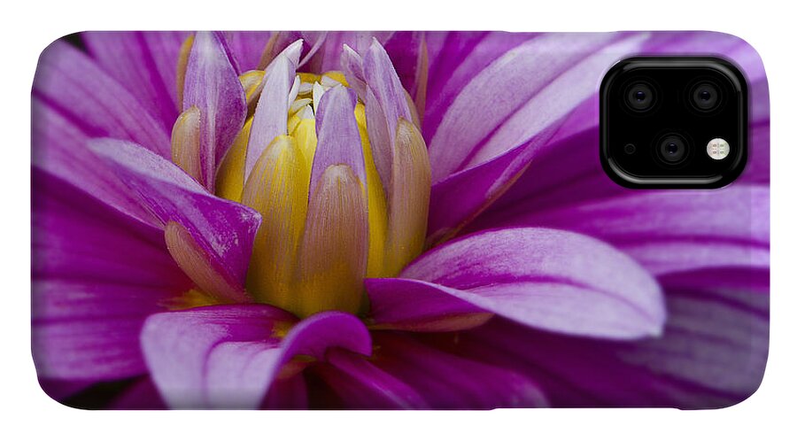 Pink Dahlia iPhone 11 Case featuring the photograph Pink Dahlia by Ken Barrett