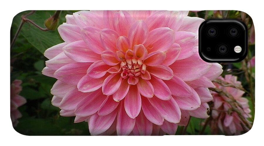 Dahlia iPhone 11 Case featuring the photograph Pink Dahlia by Richard Brookes