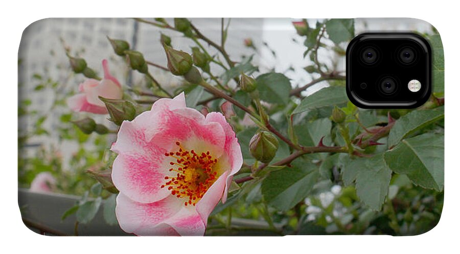 Susan Vineyard iPhone 11 Case featuring the photograph Pink Rose of Tulsa by Susan Vineyard