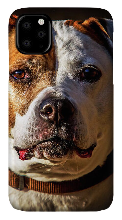 Pitbull iPhone 11 Case featuring the photograph Pitbull Rescue Poster by Eleanor Abramson