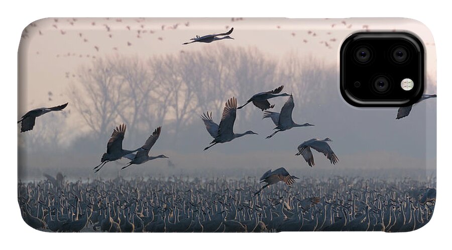 Sandhill Cranes iPhone 11 Case featuring the photograph Platte River Morn by Susan Rissi Tregoning