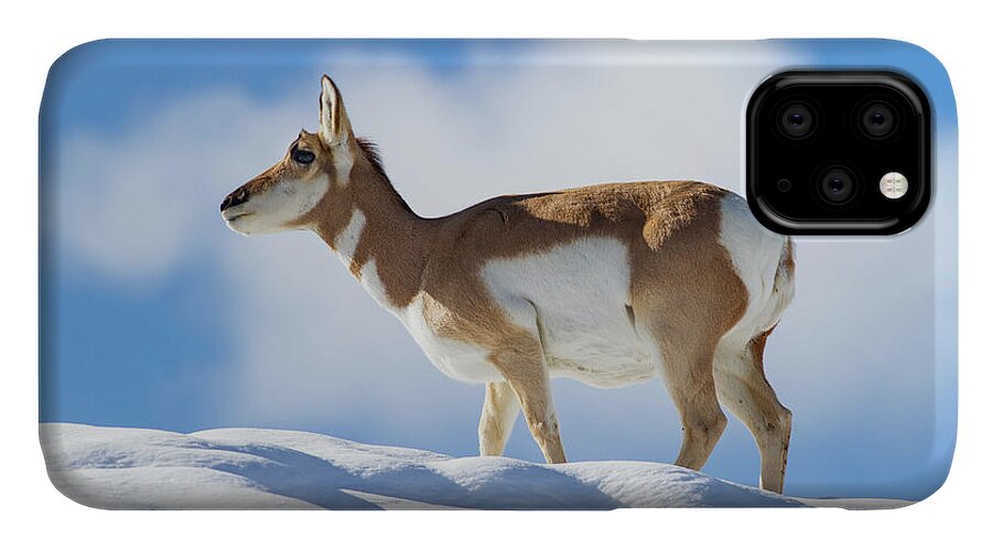 Mark Miller Photos iPhone 11 Case featuring the photograph Pronghorn Doe on Snowy Ridge by Mark Miller