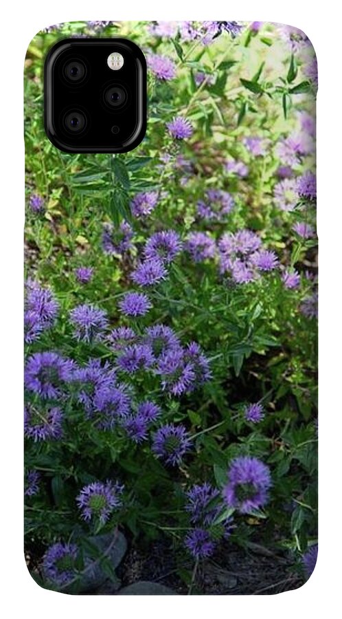 Plants iPhone 11 Case featuring the photograph Purple Bachelor Button Flower by Portraits By NC