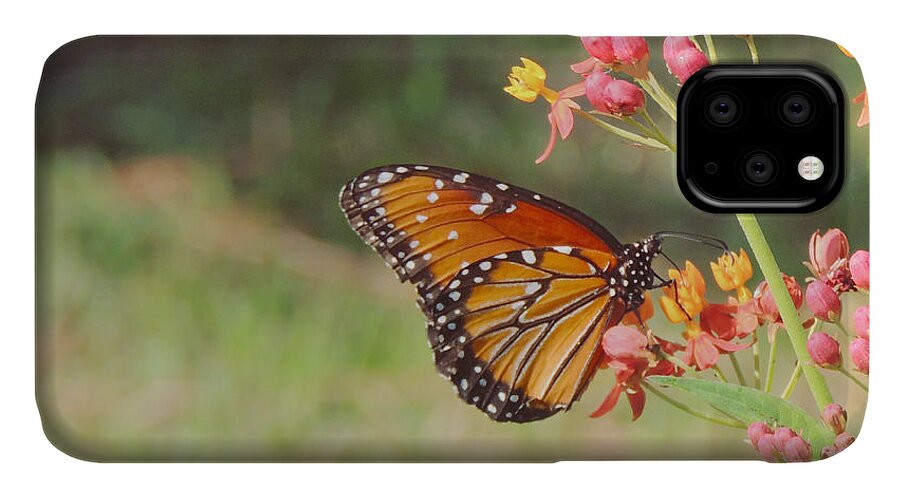 Queen Butterfly iPhone 11 Case featuring the photograph Queen Butterfly on Milkweed by Jayne Wilson