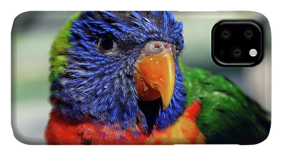 Rainbow iPhone 11 Case featuring the photograph Rainbow Lorikeet by Amber Flowers