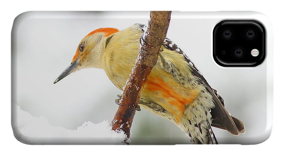 Red-bellied Woodpecker iPhone 11 Case featuring the photograph Red-bellied Woodpecker With Snow by Daniel Reed