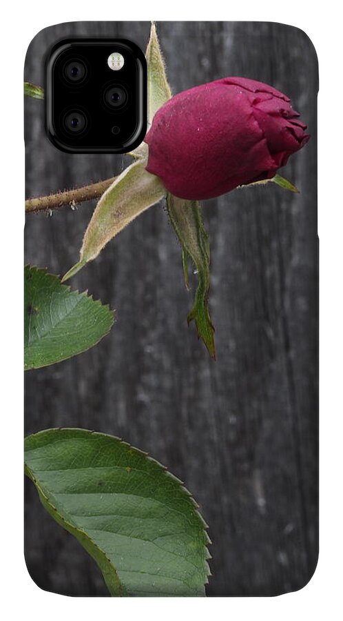 Botanical iPhone 11 Case featuring the photograph Red Rose Bud by Richard Thomas