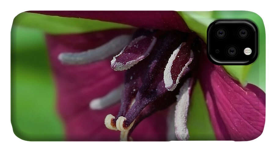 Festblues iPhone 11 Case featuring the photograph Red Trillium.. by Nina Stavlund