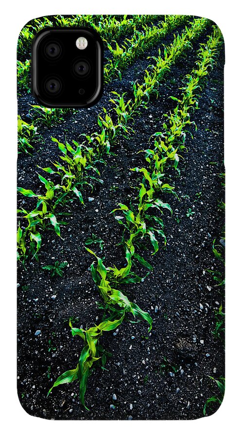 Corn iPhone 11 Case featuring the photograph Regimented Corn by Meirion Matthias