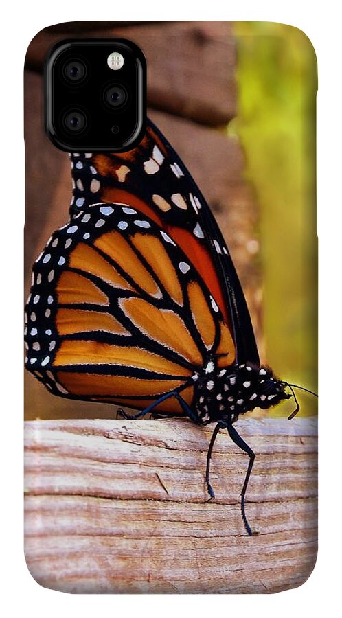 Monarch iPhone 11 Case featuring the photograph Respite by Danielle R T Haney