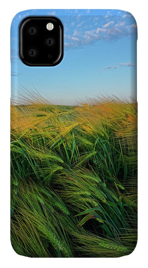 Barley iPhone 11 Case featuring the photograph Ripening Barley by Dan Jurak