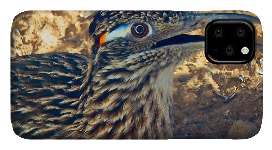 Arizona iPhone 11 Case featuring the photograph Roadrunner Portrait by Judy Kennedy