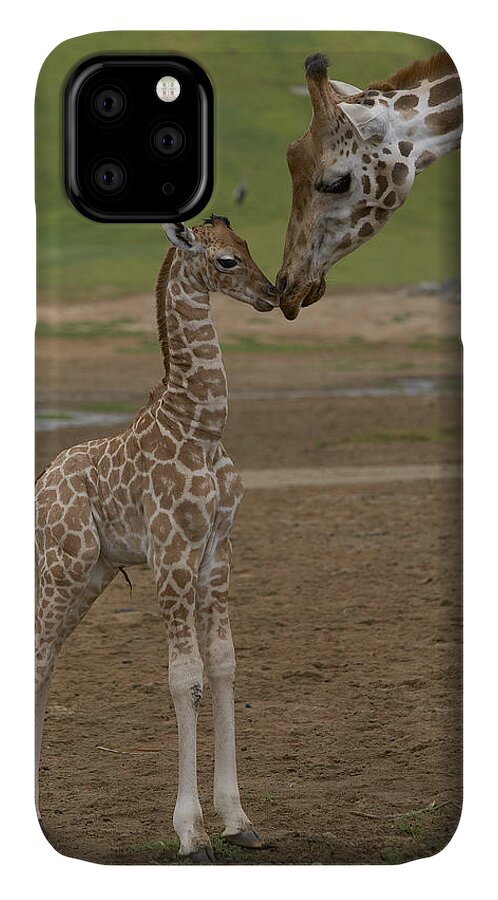 Mp iPhone 11 Case featuring the photograph Rothschild Giraffe Giraffa by San Diego Zoo