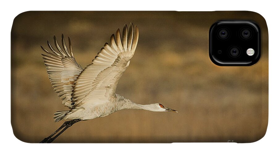 Bosque De Apache iPhone 11 Case featuring the photograph Sandhill Crane by Patti Schulze