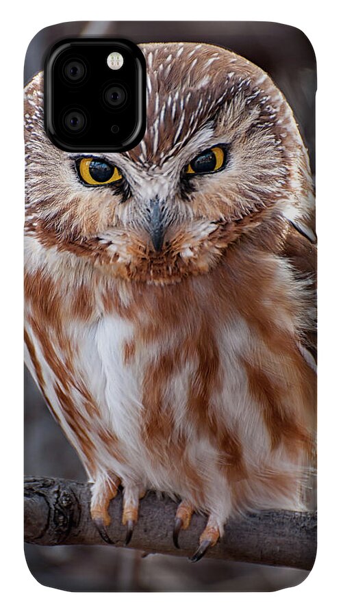Saw-whet Owl iPhone 11 Case featuring the photograph Saw-Whet Owl by Britt Runyon