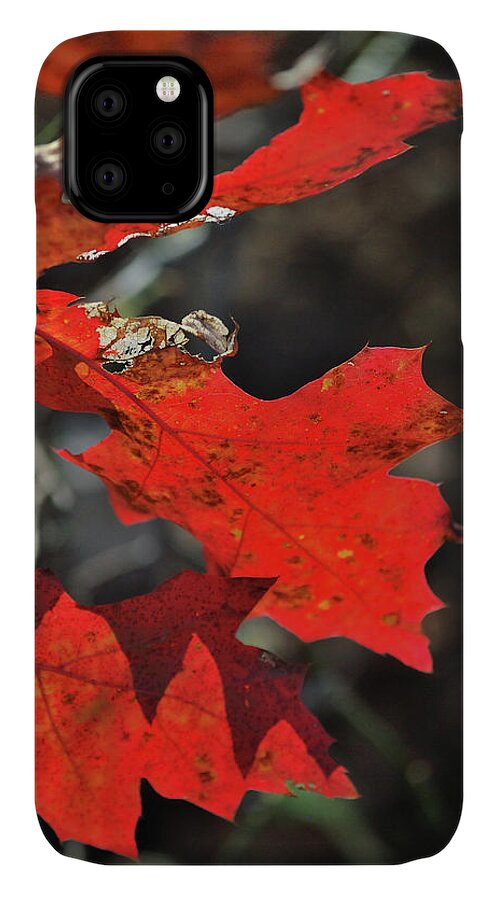 Autumn iPhone 11 Case featuring the photograph Scarlet Autumn by Ron Cline