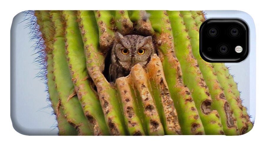 Animals iPhone 11 Case featuring the photograph Screech Owl in Saguaro by Judy Kennedy