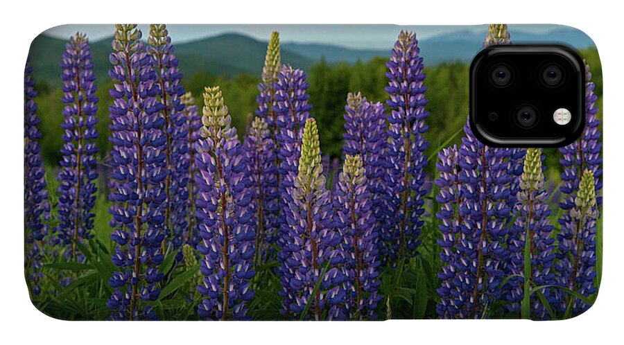#sunset#lupines#sugarhill#newhampshire#landscape#field#mountains iPhone 11 Case featuring the photograph Sea of Purple by Darylann Leonard Photography