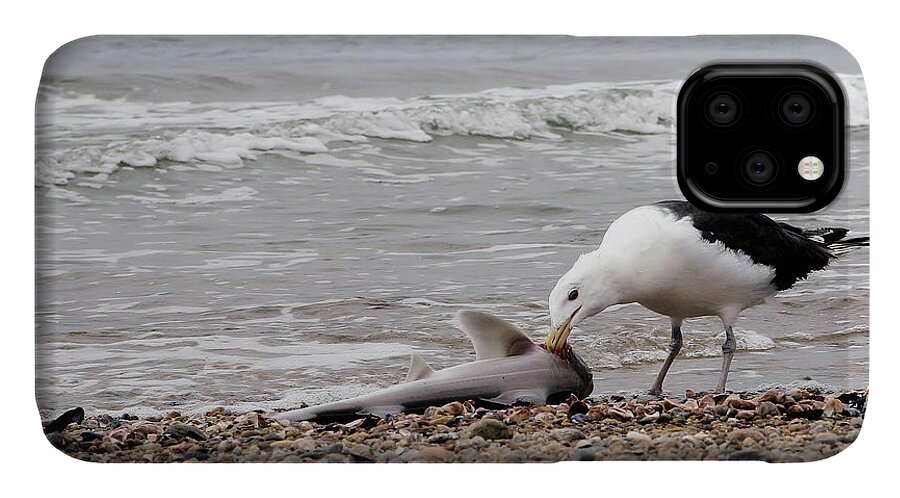 Seagulls iPhone 11 Case featuring the photograph Seagulls Catch of the Day by Karol Livote