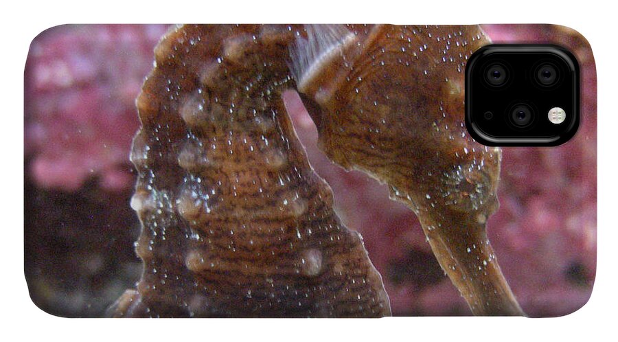 Faunagraphs iPhone 11 Case featuring the photograph Seahorse2 by Torie Tiffany