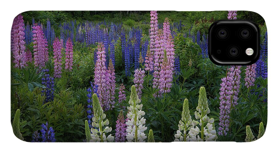 #lupines#newhampshire#sugarhill#summer#fields#flowers iPhone 11 Case featuring the photograph Shades of Lupines by Darylann Leonard Photography