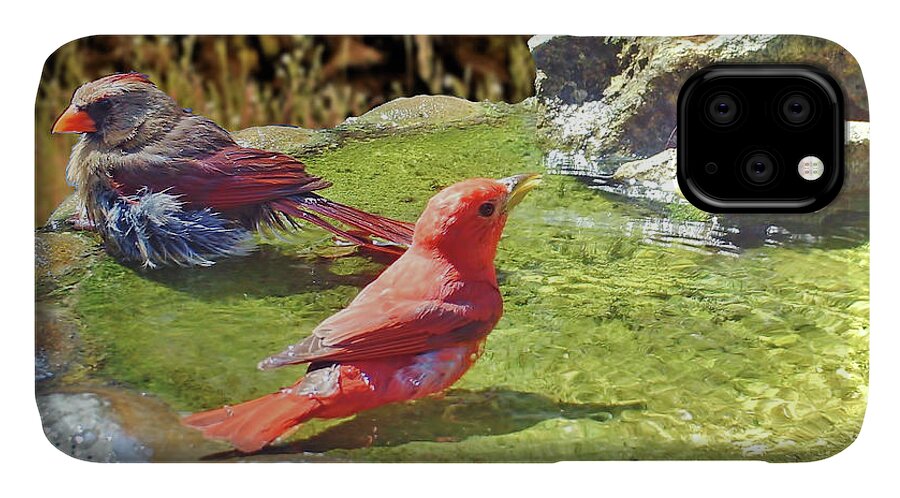 Cardinal iPhone 11 Case featuring the photograph Sharing A Bath by D Hackett