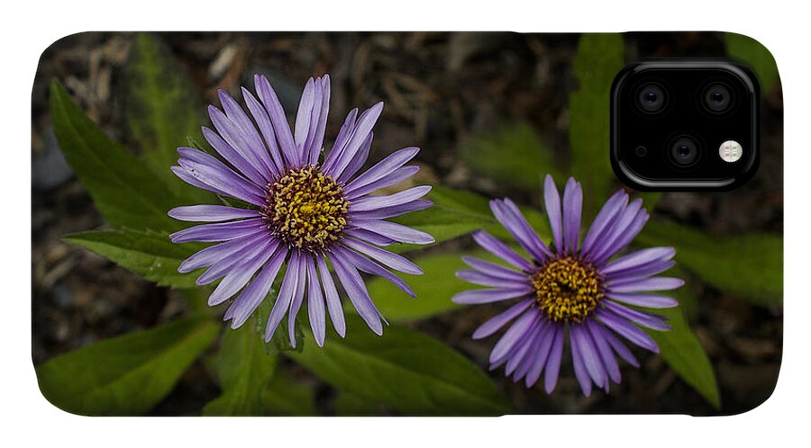 Wildflower iPhone 11 Case featuring the photograph Siberian Aster by Fred Denner