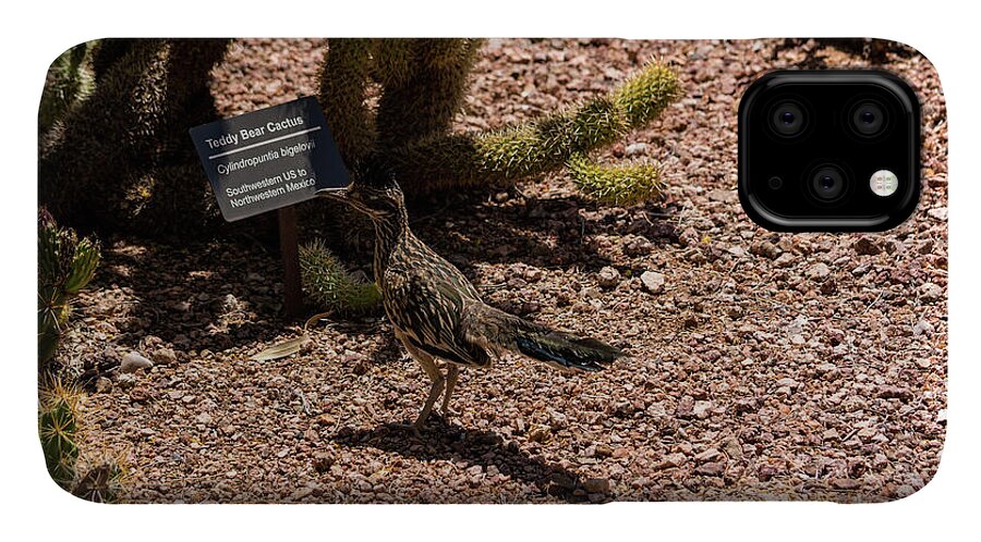 Roadrunner iPhone 11 Case featuring the photograph Smart Roadrunner by Douglas Killourie