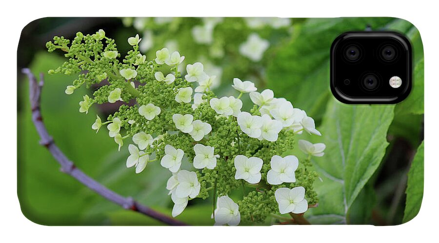 Quercifolia iPhone 11 Case featuring the photograph Snow Queen Hydrangea by Karen Adams