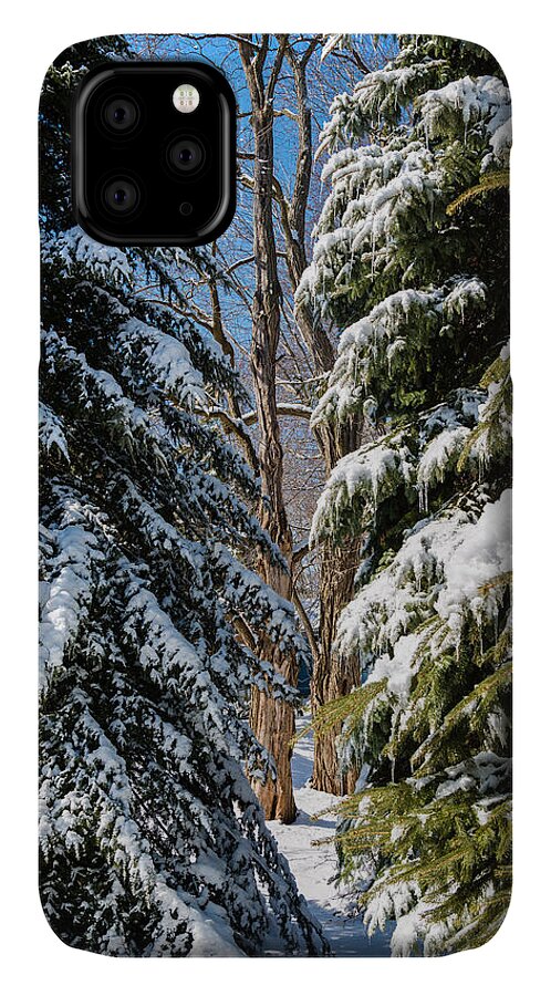 Pine iPhone 11 Case featuring the photograph Spring Approaching by Mike Evangelist