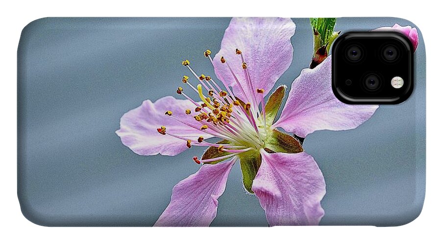 Digital Art iPhone 11 Case featuring the photograph Spring Blossom by Ludwig Keck