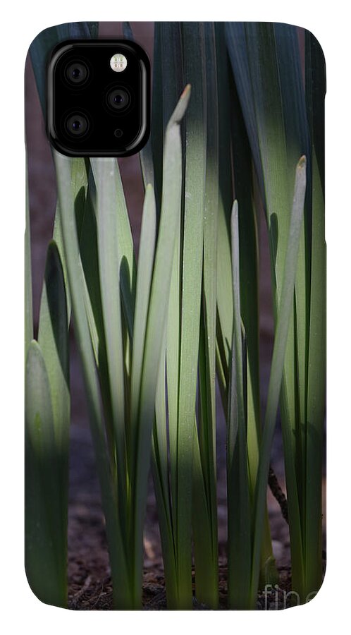 Jmacnairart iPhone 11 Case featuring the digital art Spring daffodils bulbs in the morning by Jackie MacNair