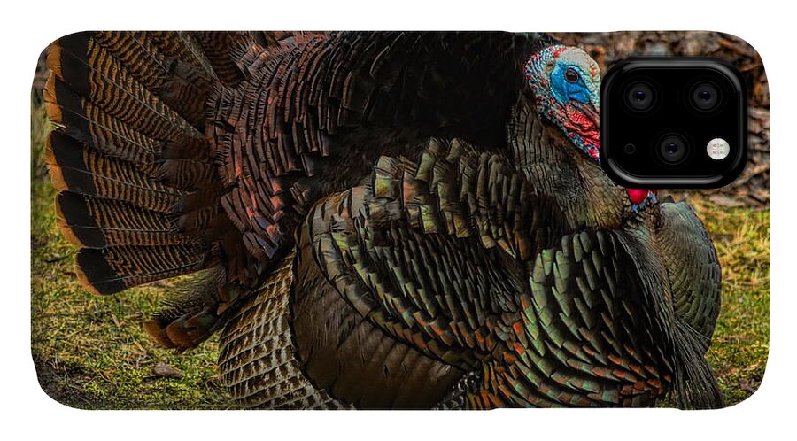 Wild Turkey iPhone 11 Case featuring the photograph Spring Gobbler by Dale Kauzlaric